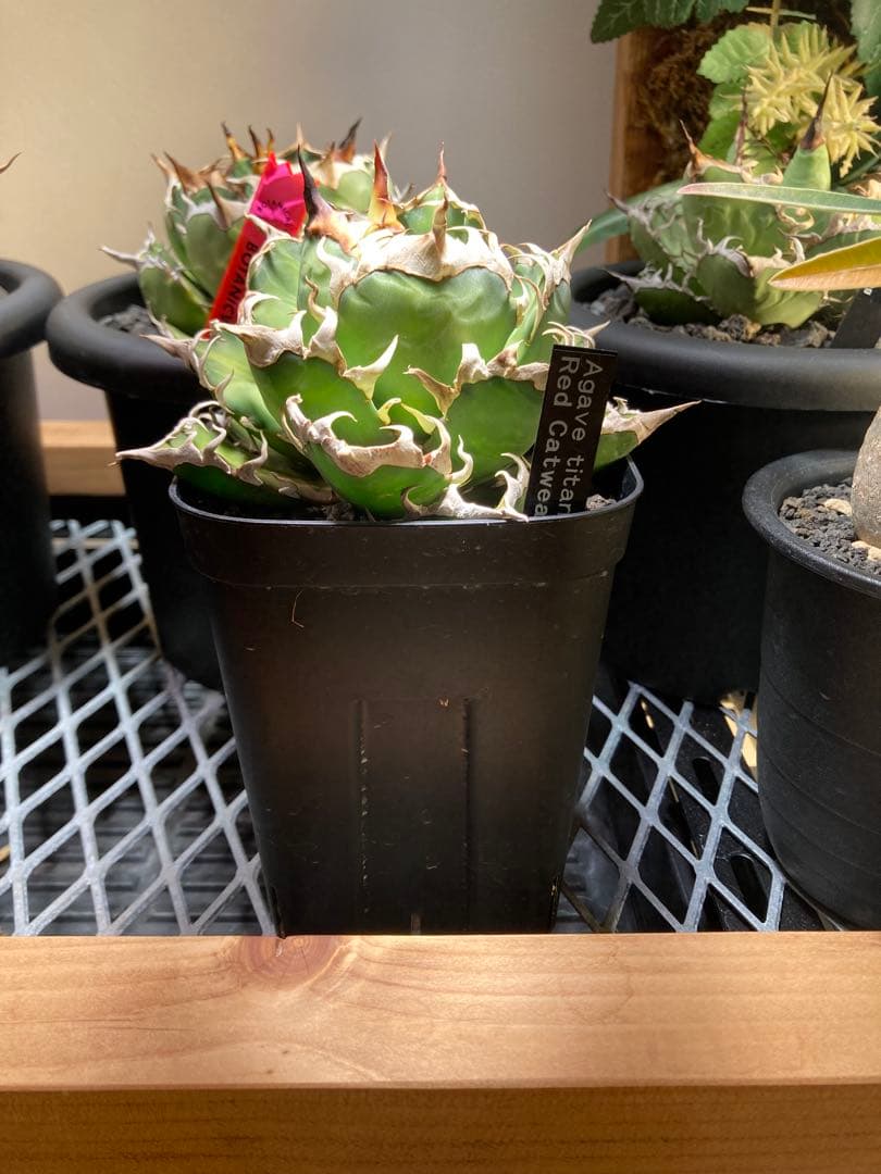 アガベ レッドキャット・スウィーズル アガベ レッドキャットウィーズル / 厳ついノギのゴリ猫さん