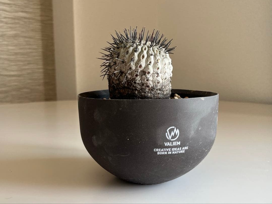 黒王丸 現地球 コピアポア 発根済 Copiapoa - メルカリ