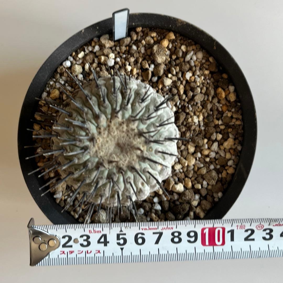 黒王丸 現地球 コピアポア 発根済 Copiapoa - メルカリ