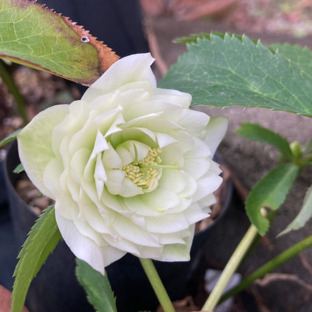 クリスマスローズ　小輪超多弁　株分け前提 園芸ネット本店｜吉田園芸さんのクリスマスローズ：超多弁交配26-10