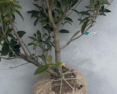 《現品》四季咲きモクセイ　樹高1.4ｍ（根鉢含まず）55【白花/苗木/植木】