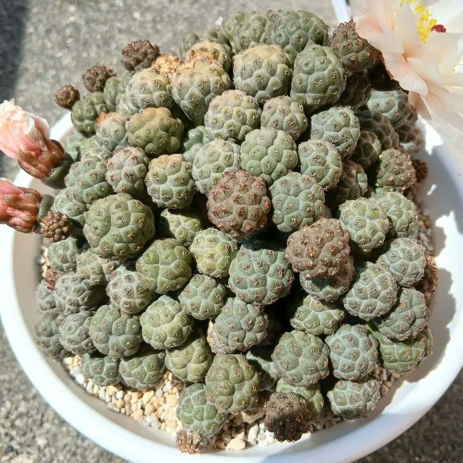 テフロカクタス属 プナボンニアエ　サボテン　直径約 16.5cm 大株 抜き苗