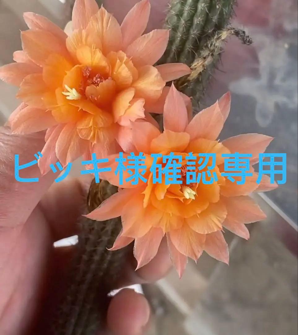 赤松一年生/苗木】縁起物/天然赤松/松/里山自生/野生/一年生/苗/檜原村産