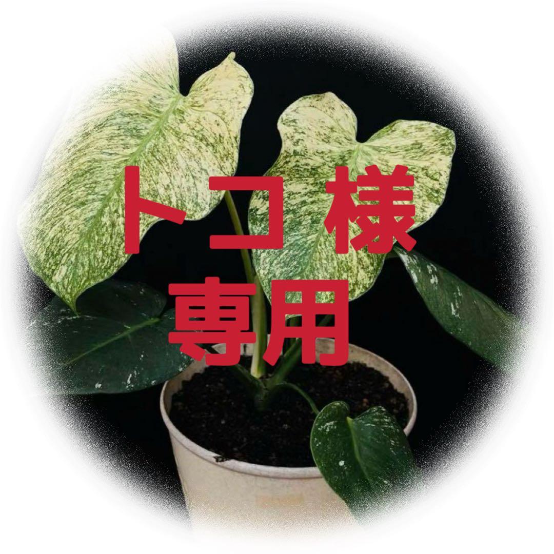 【ダブルヘッド】モンステラ　デリシオーサ　ホワイトモンスター　天津蘭 天津ラン・モンステラデリシオーサホワイトモンスター ( Monstera