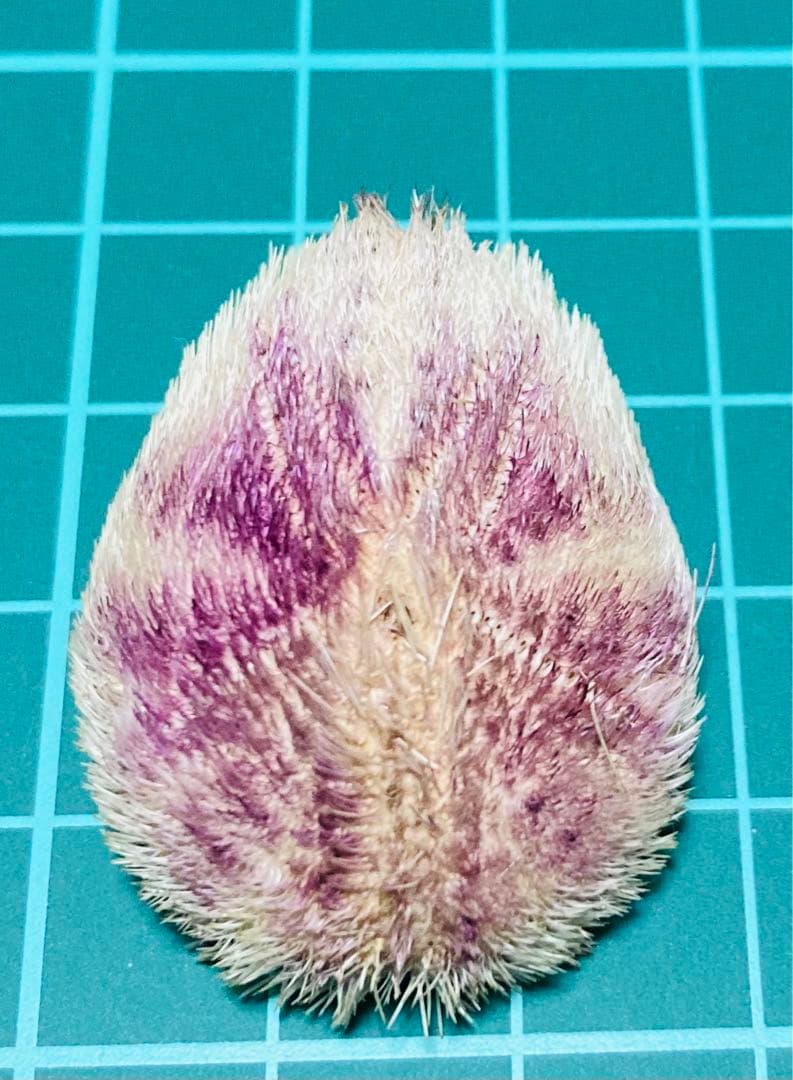 ネズミブンブク ブンブク棘付き ウニ殻 - メルカリ