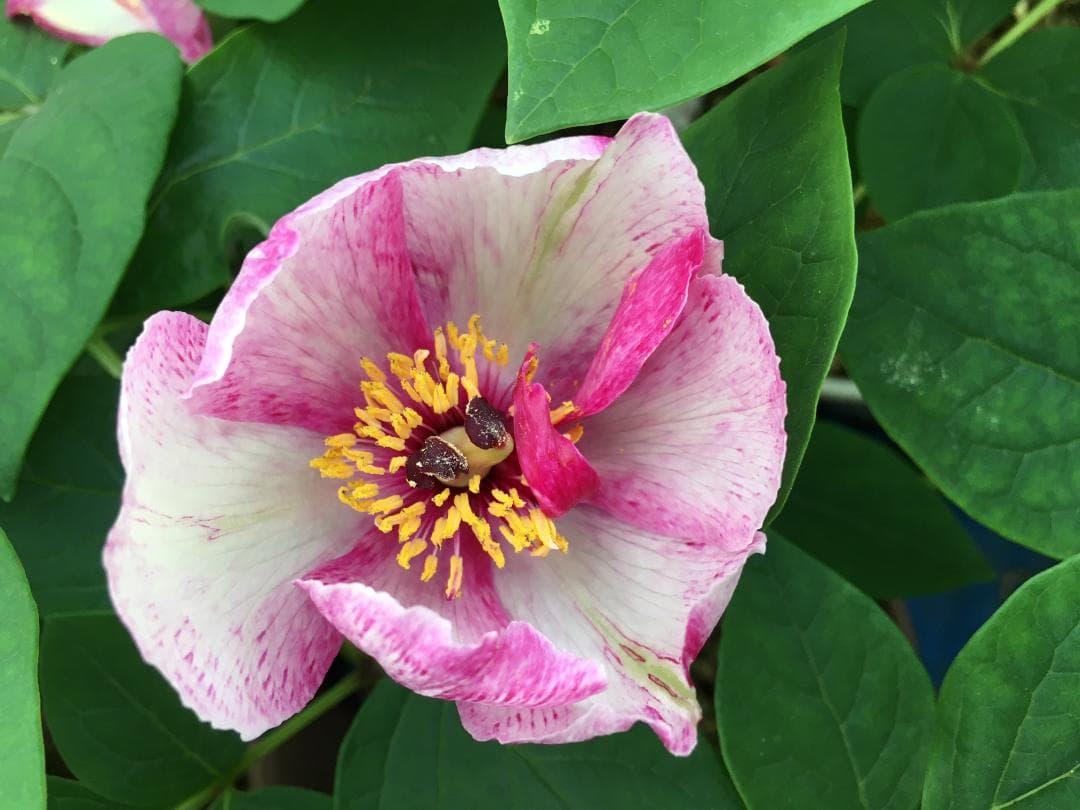 ＮＯ２◆【凪帆紅乱】×【花魁】◆交配ヤマシャクヤク実生４年生苗