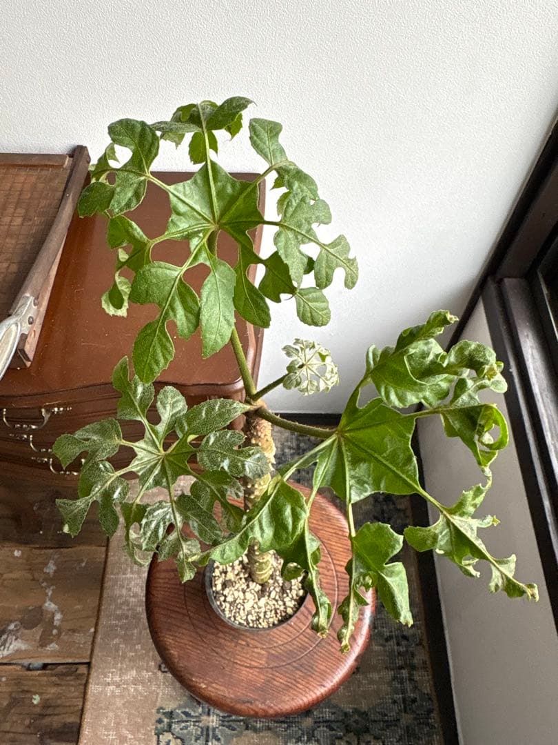 トラべシア　パルマータ　3.５号 トレベシア