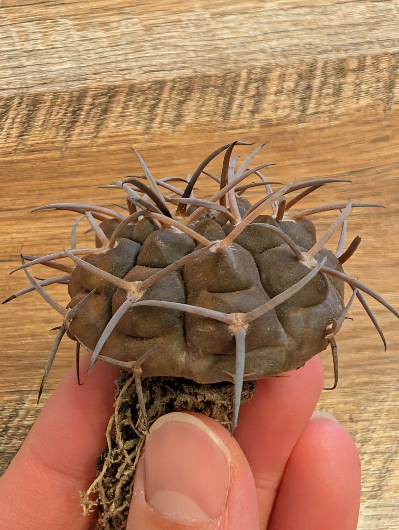 厳選】ギムノカリキウム 守金魔天竜 実生④ - メルカリ