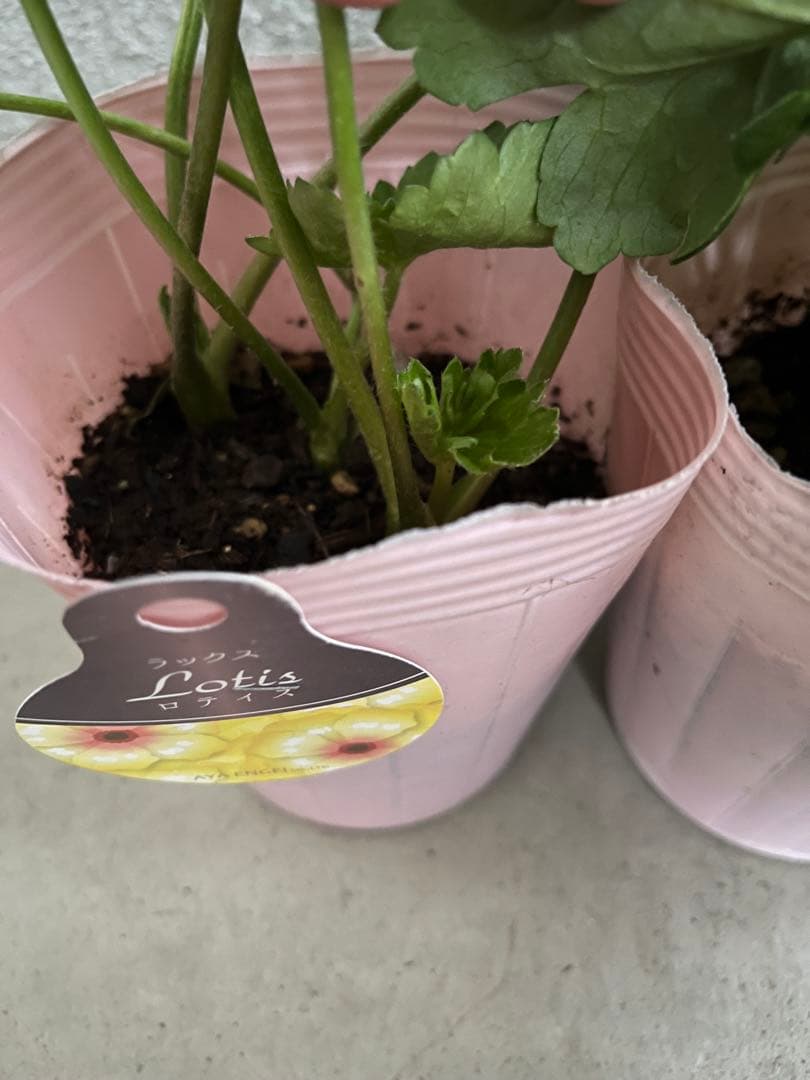 ラナンキュラスラックス 正規品 ロティス エウロペ イーシス ラベル