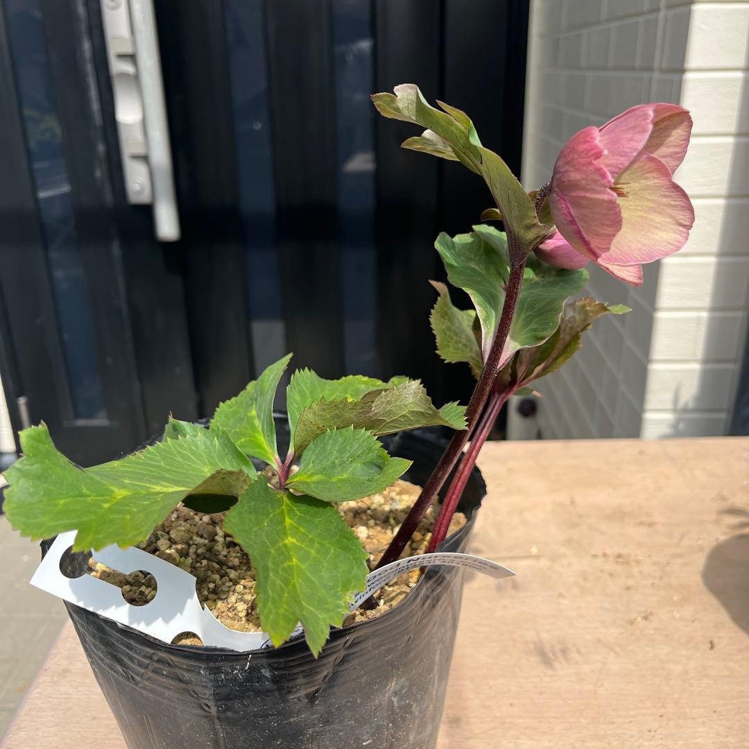 しえろ ポット発送メルカリ便 442 Ashwood 【ATLAS】