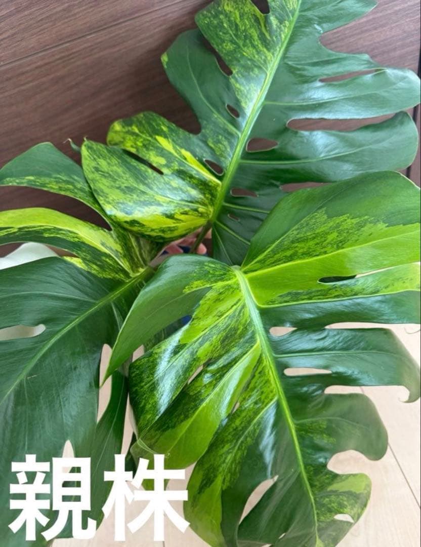超希少】モンステラ デリシオーサ イエローマリリン 極太茎 発根済み