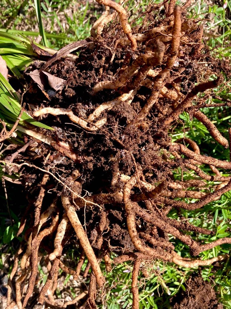 天然野生の春蘭＊花芽9個の超巨大優良株/根が頑丈で抜群！】シュンラン