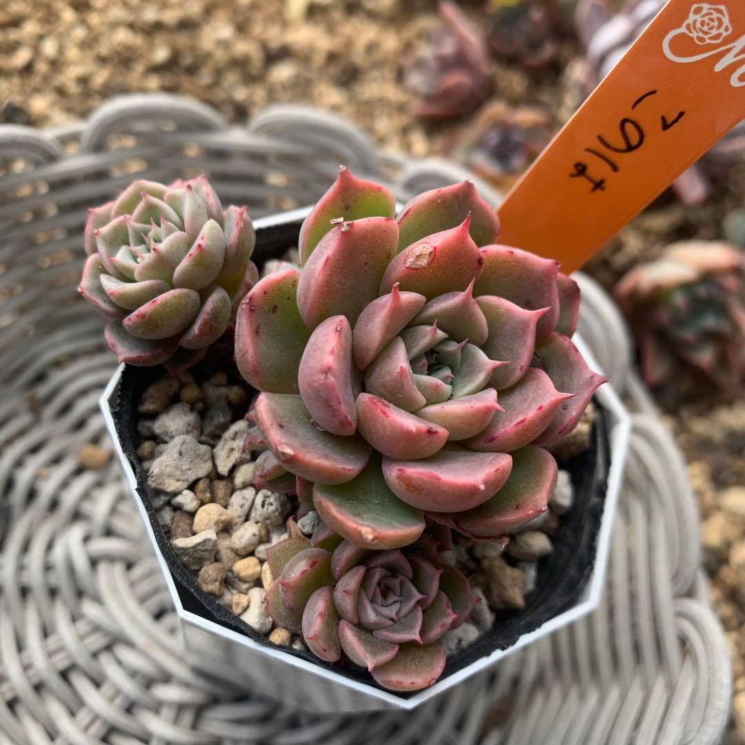 miyaさん苗 命名株 このは 子株 クローン多数 札付き - メルカリ