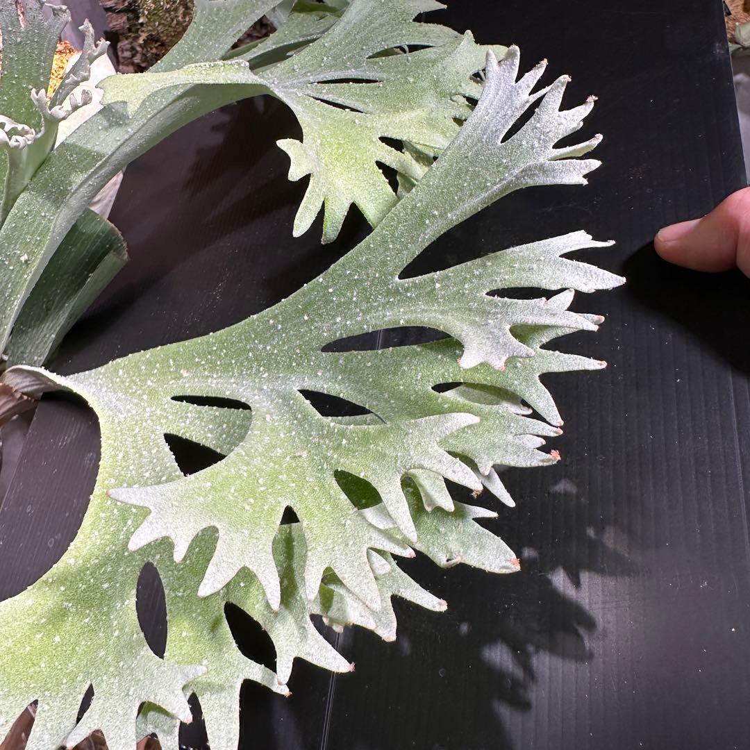 100分岐オーバー‼️ビカクシダ 【E-1】 タグ付き子株① - メルカリ