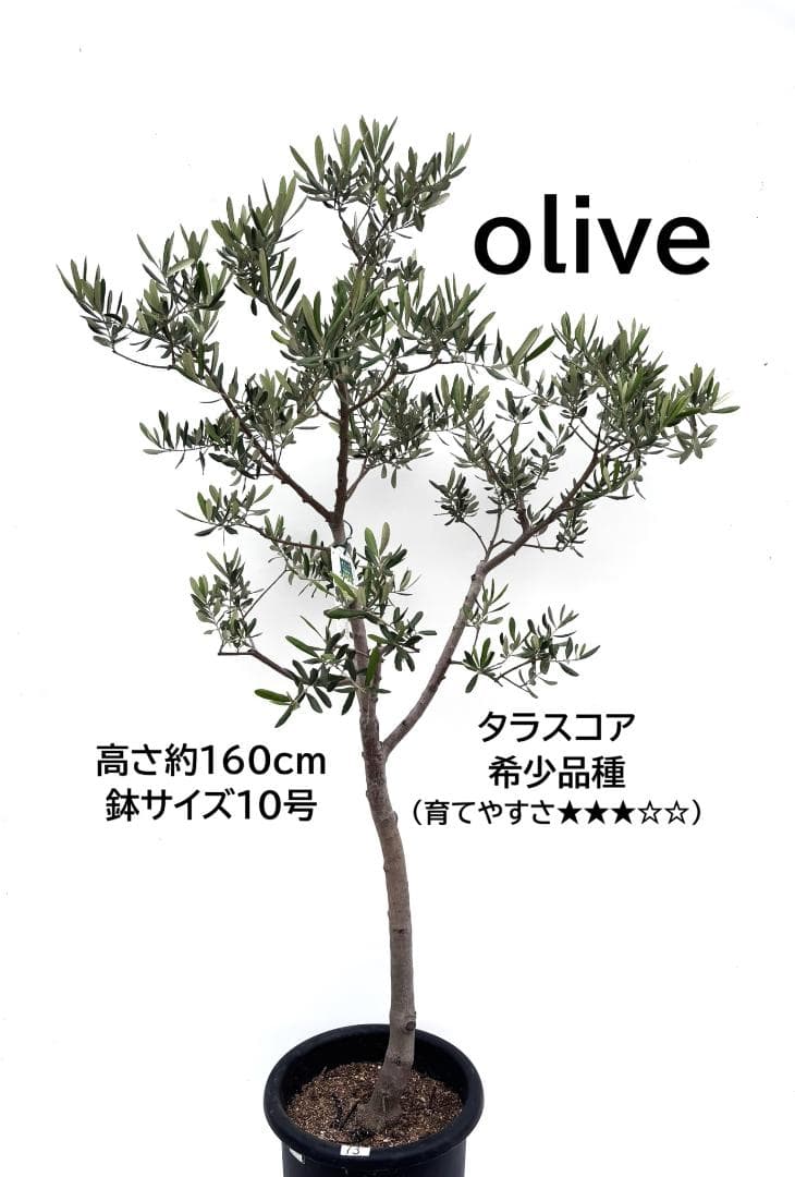 オリーブの木　タラスコア　10号　160cm　K-73　一点物　希少品種　観葉 IMG_5410_720x.jpg?v=1767923766