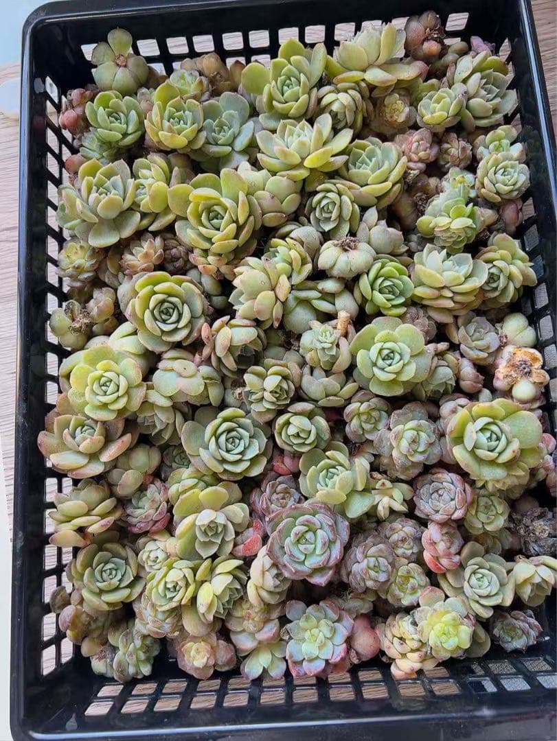 韓国苗 雑交新種 多肉植物寄せ植えセットカット苗詰め合わせ 50苗