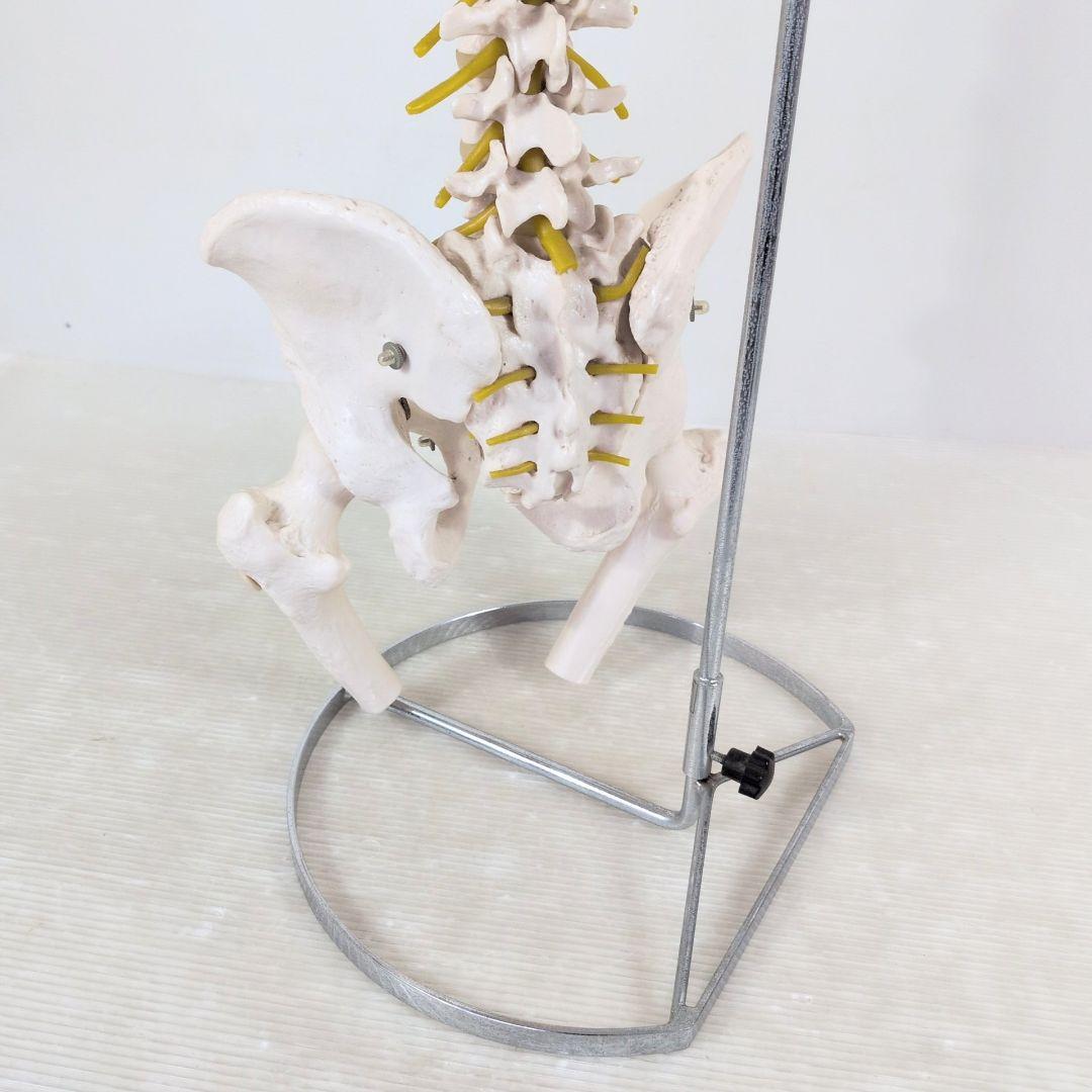 脊椎骨格模型 標本 脊椎 脊柱 背骨 現状品 - メルカリ
