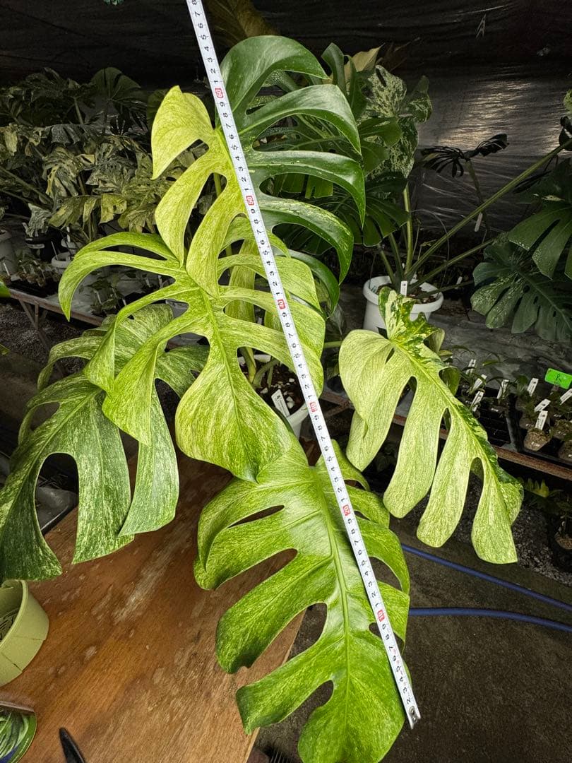 モンステラ ボルギシアナ x デリシオーサ ミント 超美斑入り作品株