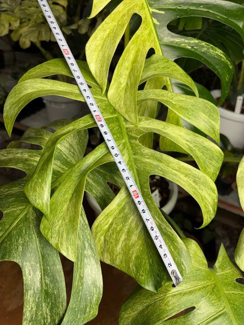 モンステラ ボルギシアナ x デリシオーサ ミント 超美斑入り作品株