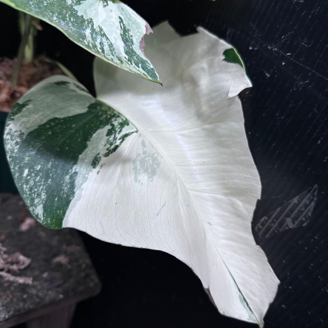 蒼*読様 斑入りモンステラ ホワイトタイガー極美大株48cm白斑多 - メルカリ