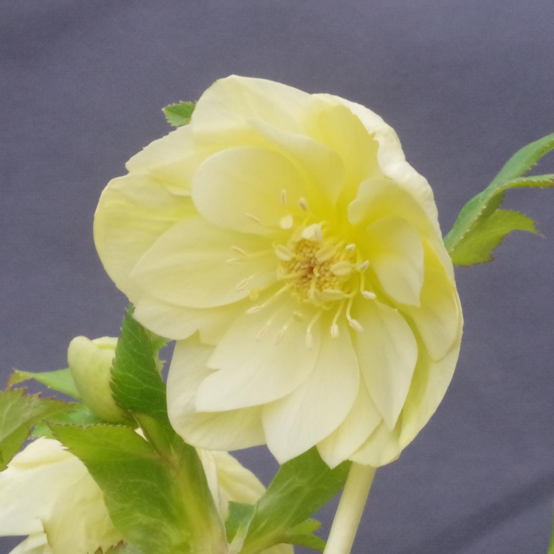 専用 7578 認定！かぐや姫 クリスマスローズ開花 加藤農園 - メルカリ