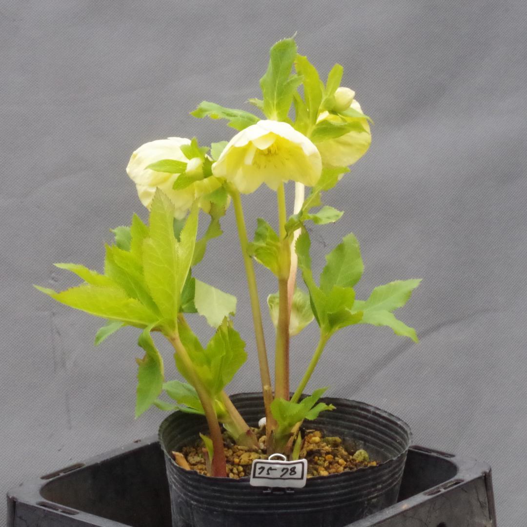 専用 7578 認定！かぐや姫 クリスマスローズ開花 加藤農園 - メルカリ