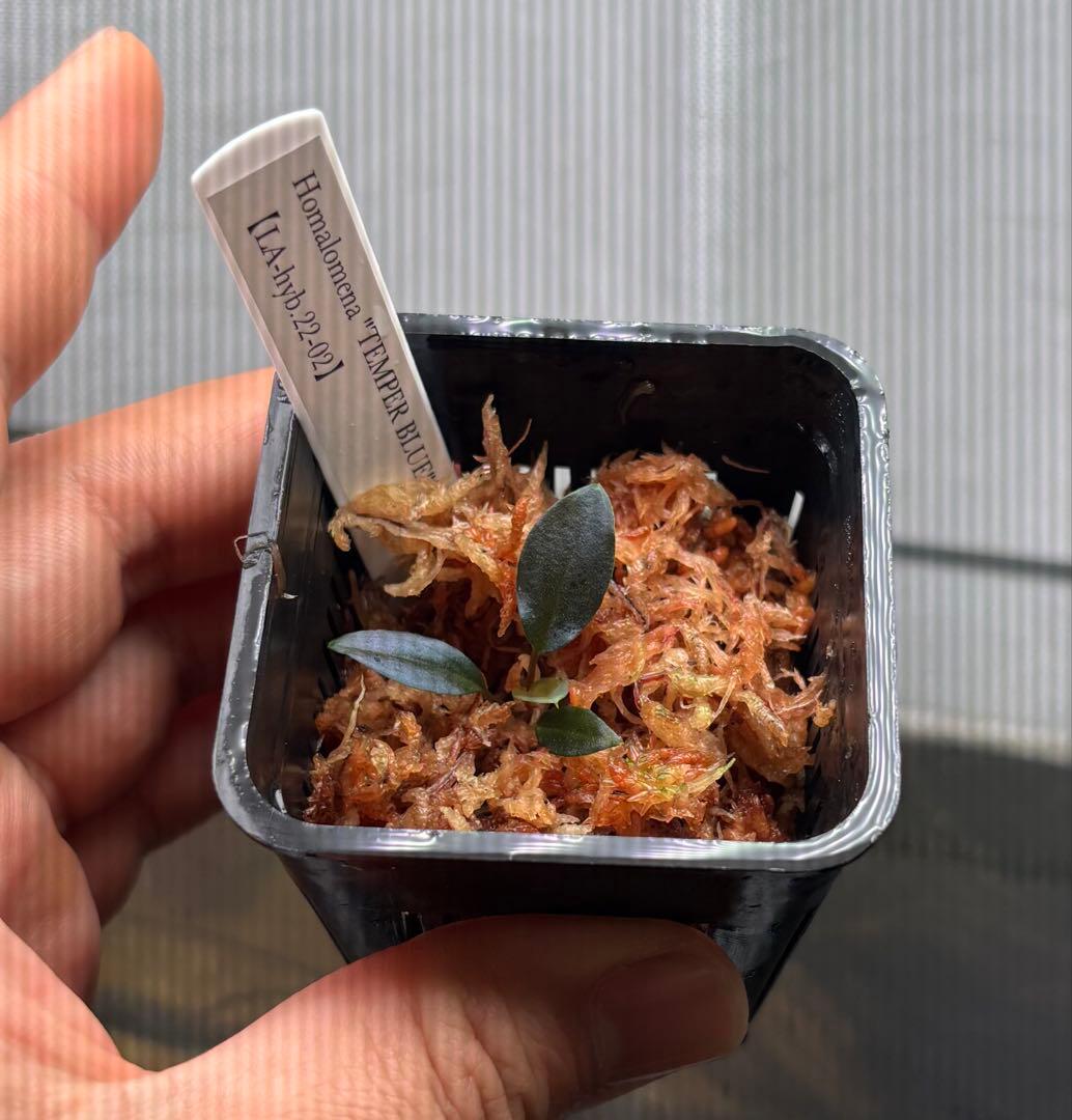 Homalomena \"TEMPERBLUE\" LA便