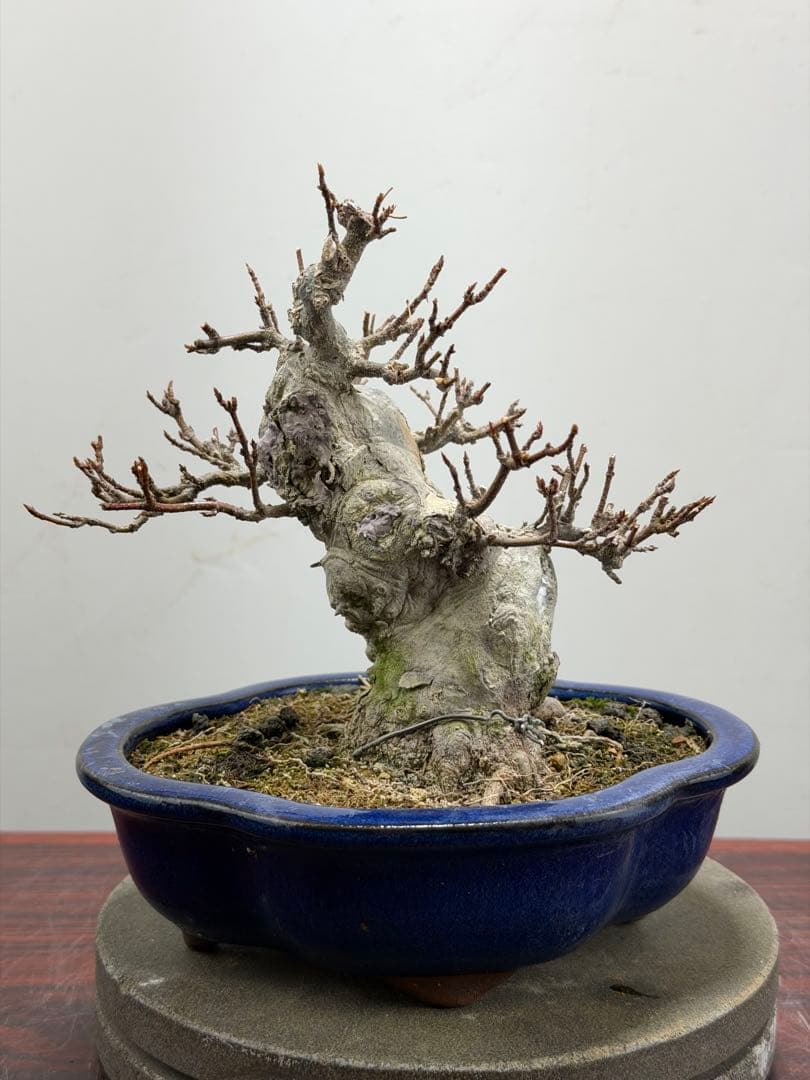 【ガチ盆栽】カエデ　楓　小品盆栽　太幹 ガチ盆栽】カエデ 楓 小品盆栽 太幹 ガチ盆栽】カエデ 楓 小品盆栽 太幹