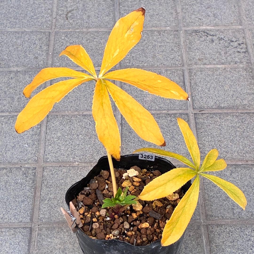 オ*ン様 ☘️蕾付き☘️根パンパン❤️沢山新芽元気株❤️3253⭐️強香⭐️強烈