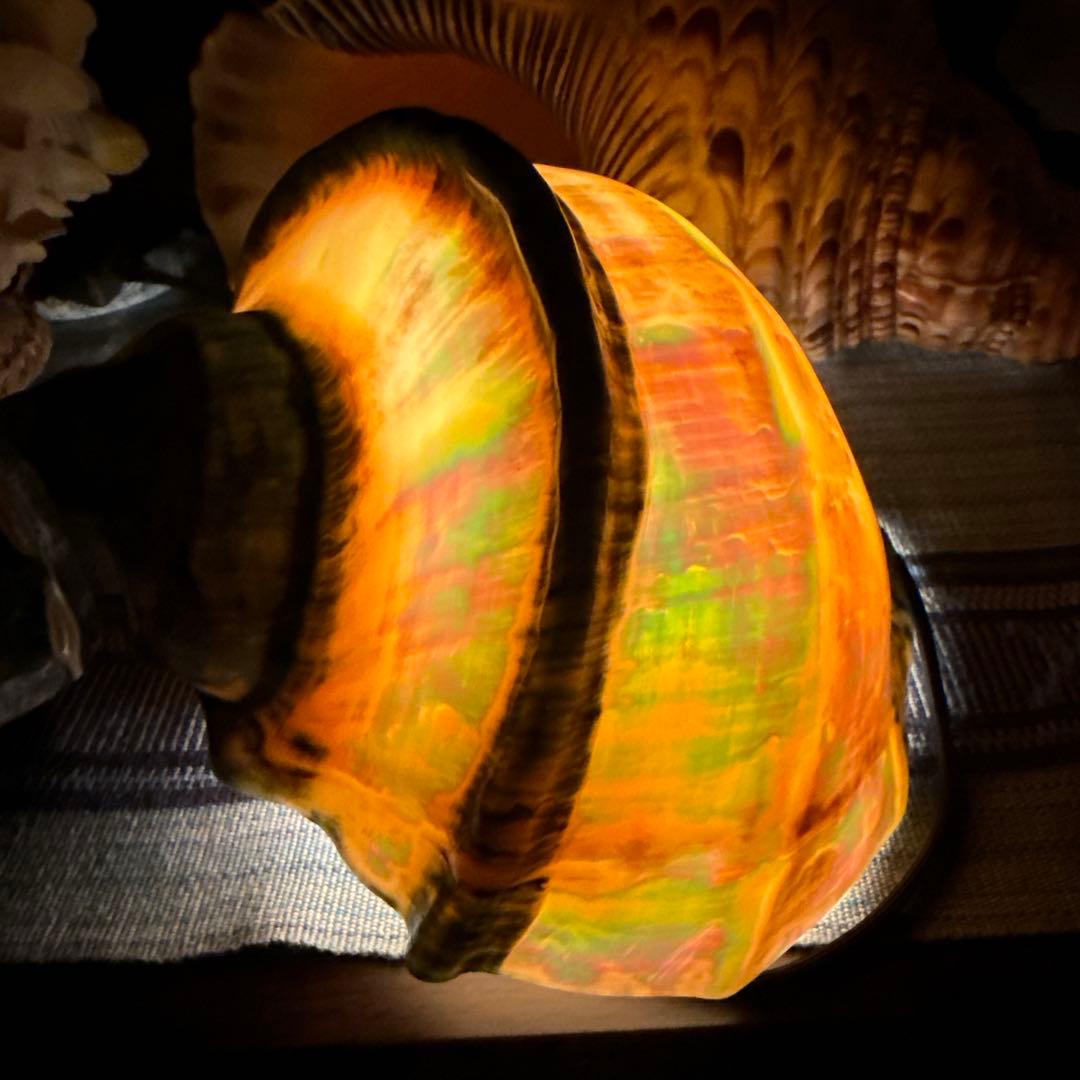 大型夜光貝 真珠磨き インテリア 飾り物 アクセサリー オブジェ - メルカリ