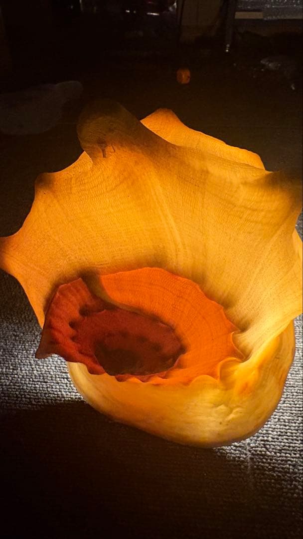 トウカムリ貝（唐冠貝）天然貝殻　迫力サイズ　インテリア・標本・コレクション 大型貝殻 トウカムリ貝｜Yahoo!フリマ（旧PayPayフリマ）