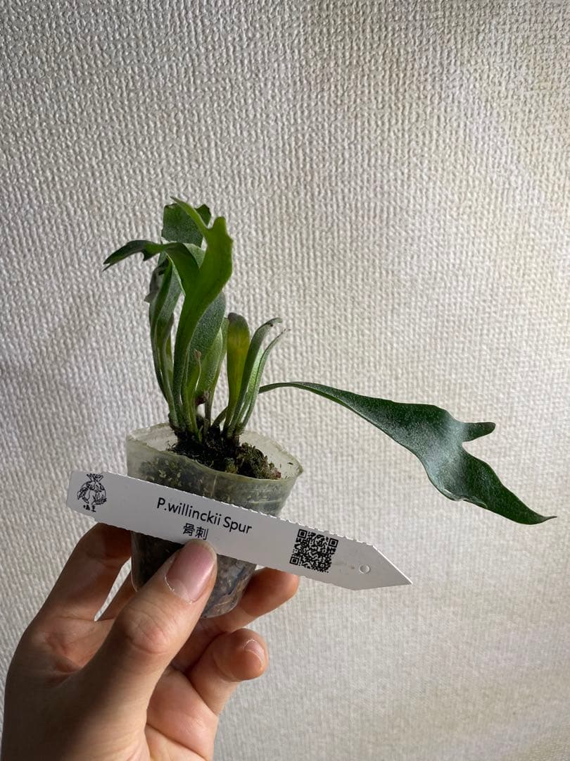 P. Willinckii Spur(TC) - メルカリ