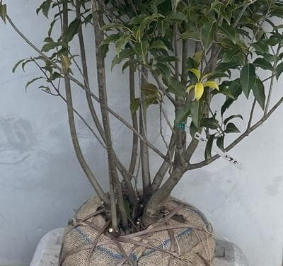 《現品》ソヨゴ　株立ち(雄雌株・オスメス株)　樹高1.4ｍ（根鉢含まず）595