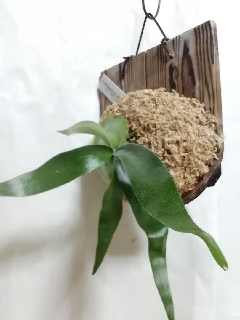 希少株ですが、めちゃくちゃ育てやすい ウイリンキー変異個体株 - メルカリ