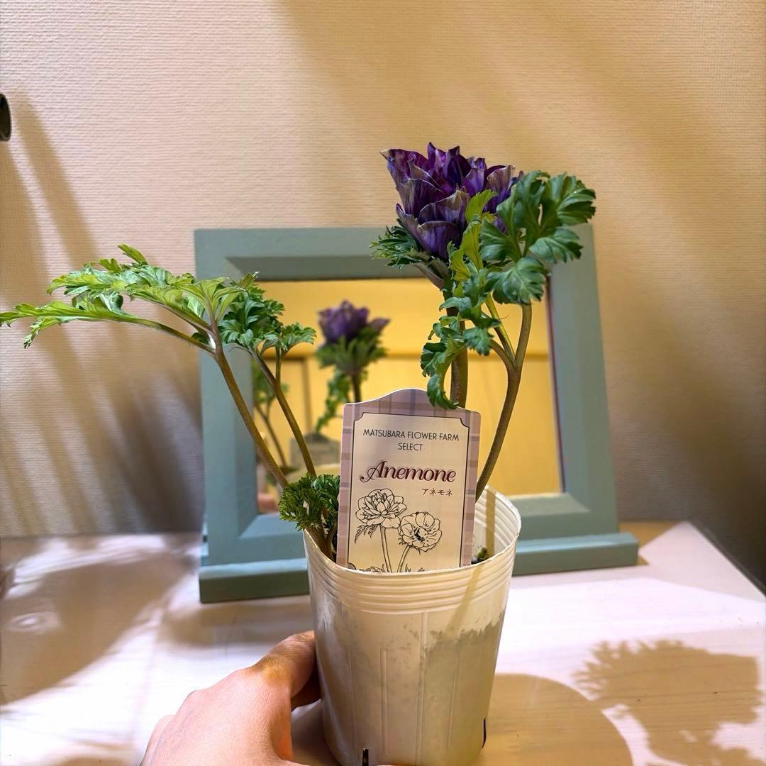 【レア】八重咲きアネモネ　ミストラル　ティグネワイン　ポット苗《2/9》