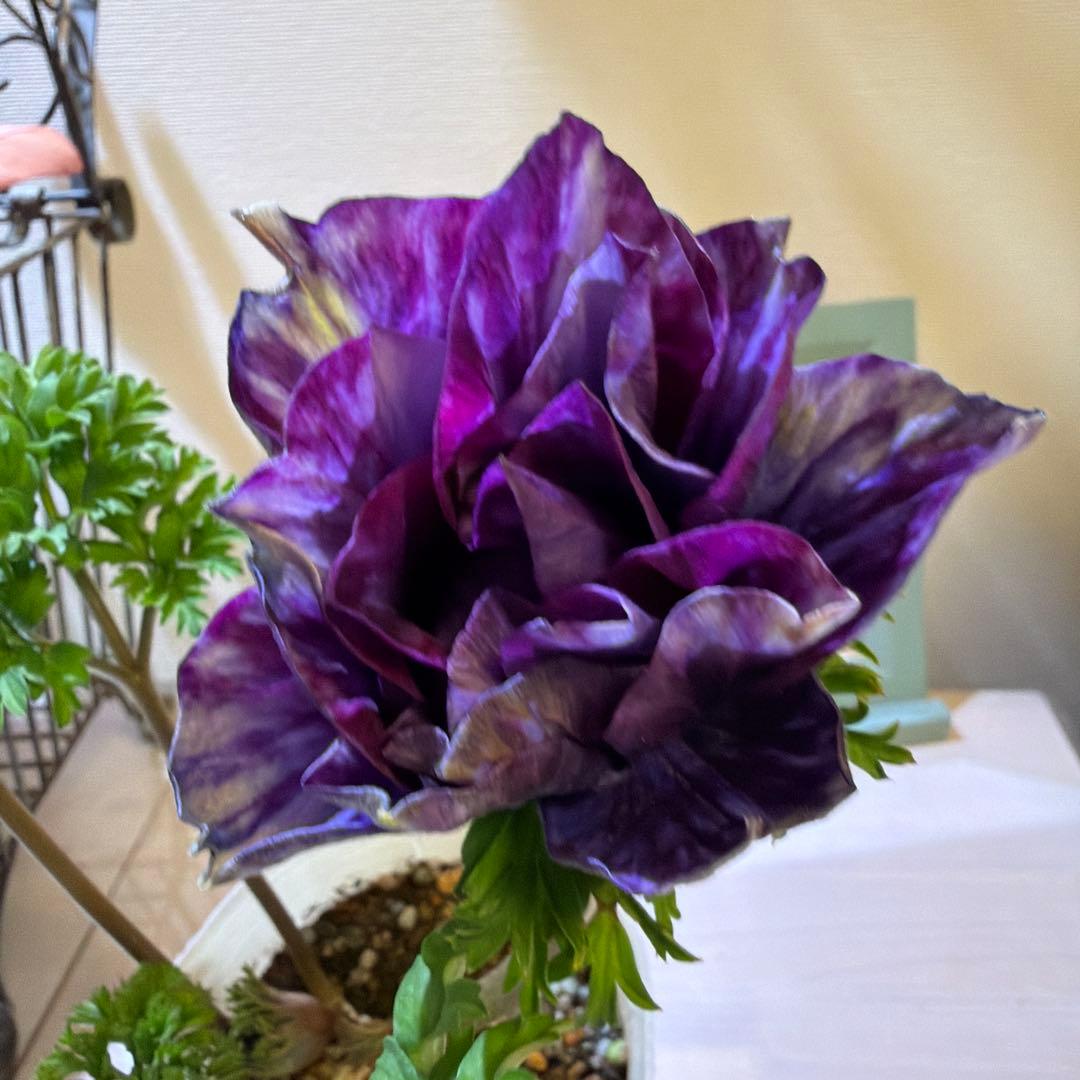 【レア】八重咲きアネモネ　ミストラル　ティグネワイン　ポット苗《2/9》