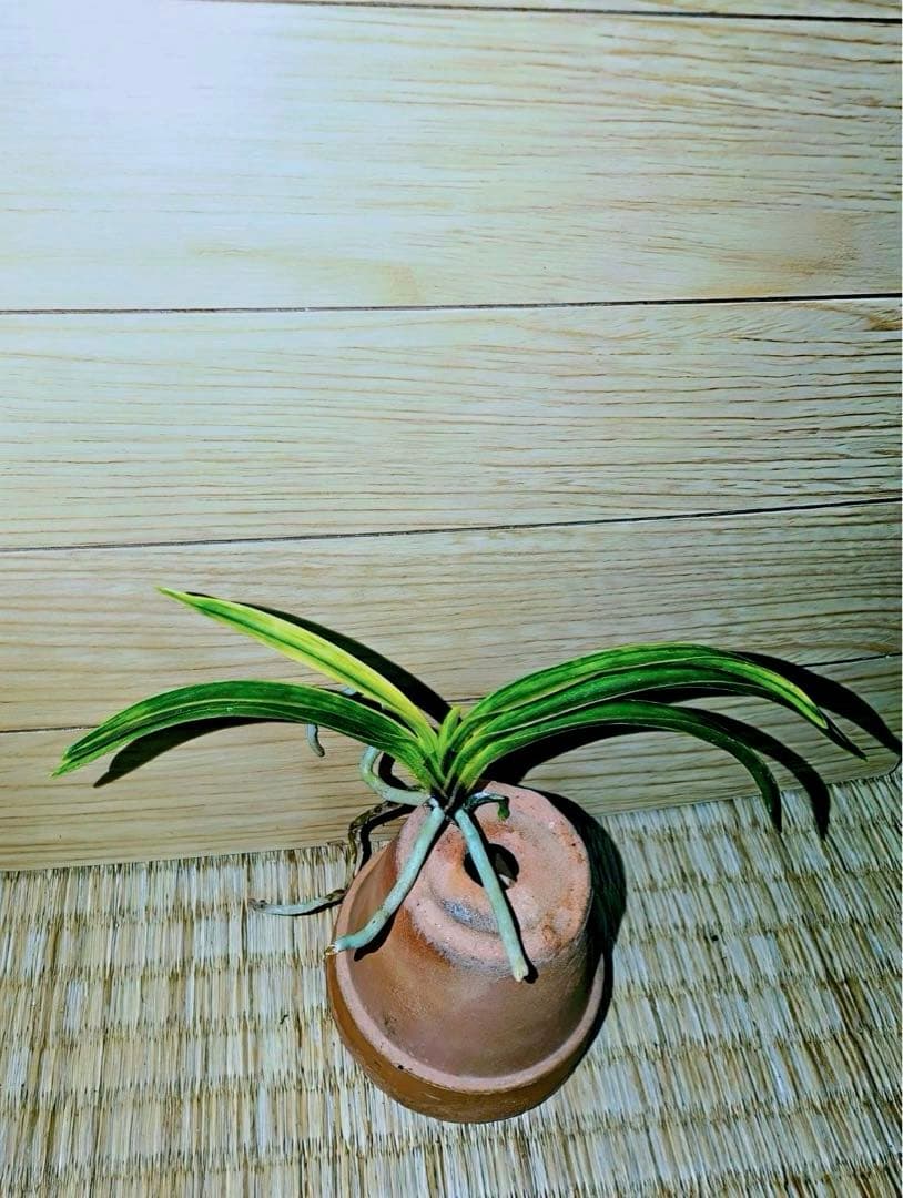 富貴蘭「李白」早い者勝ちのサービス商品♪