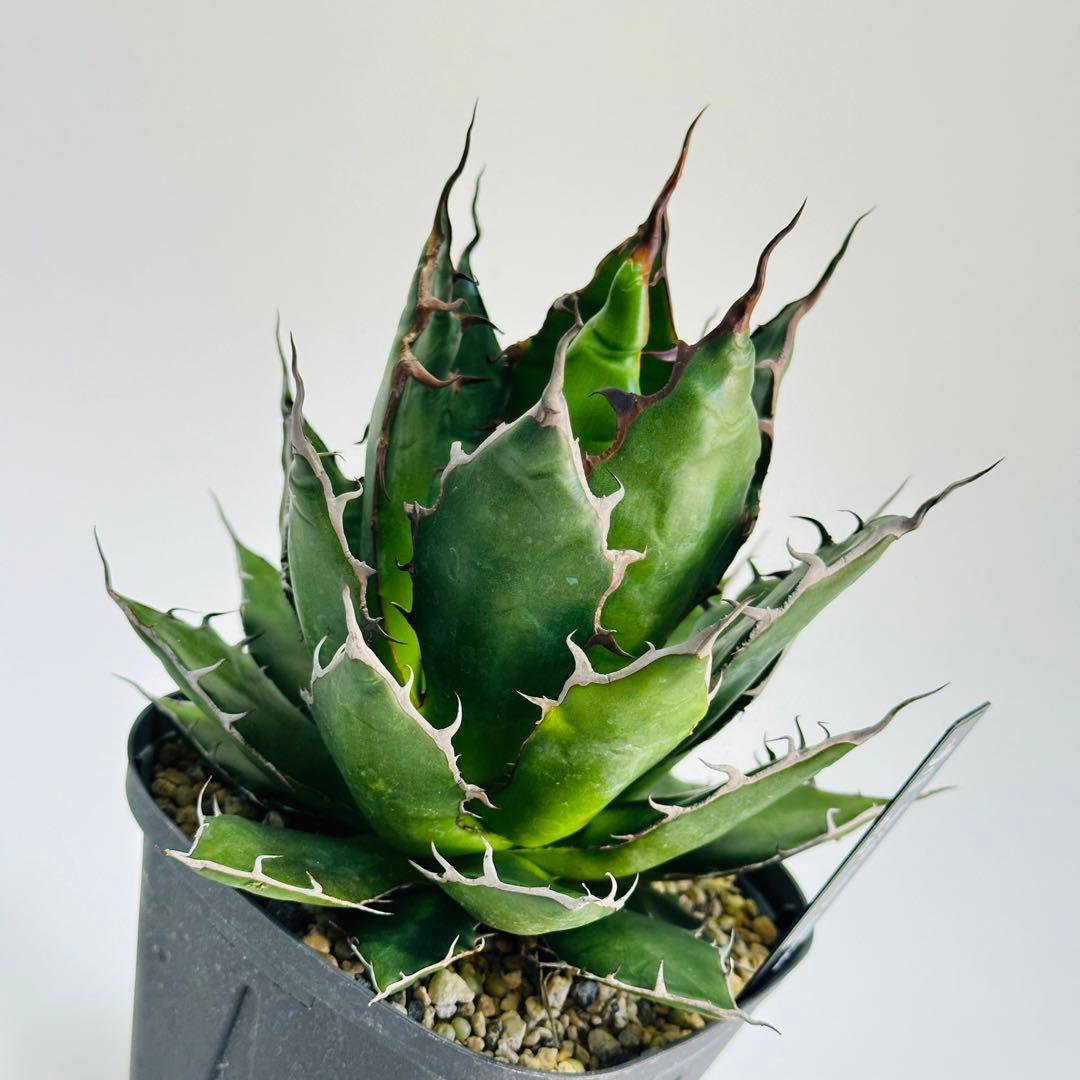 アガベ【激レア】ホリダ大株超陽炎強棘選抜個体