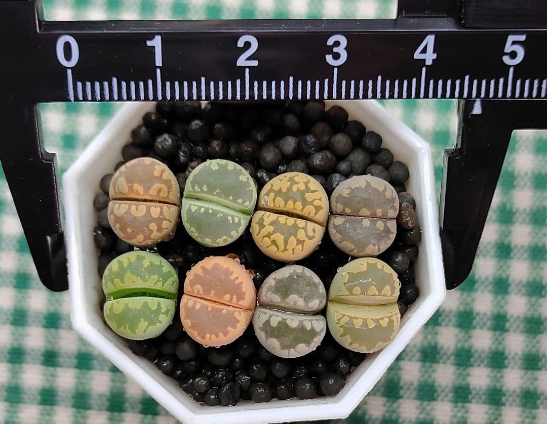 多肉植物リトープス/コノフィツム 大津絵 カラフルセット 土なし S28