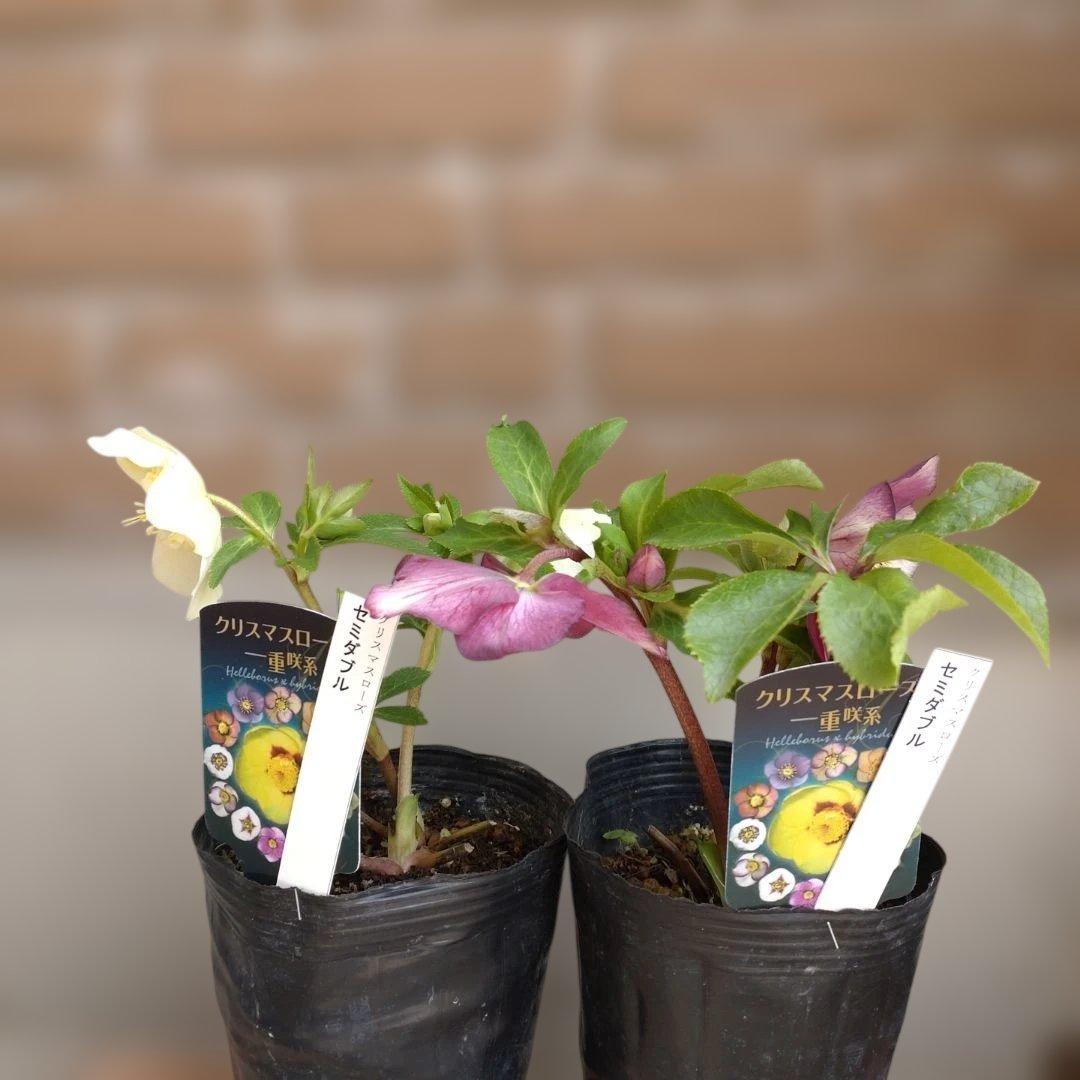 曽田園芸✨2株✨セミダブル✨オフホワイトとアンティークピンク