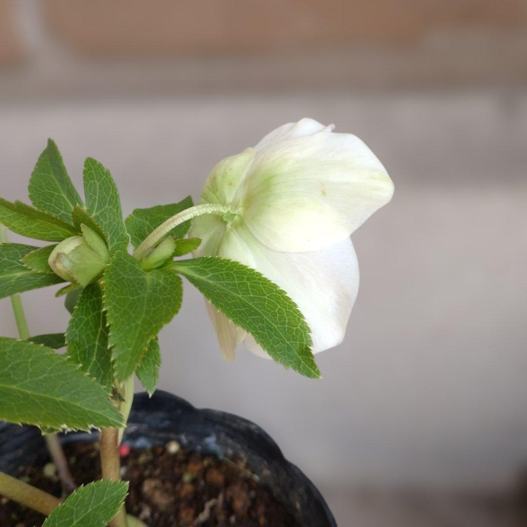 曽田園芸✨2株✨セミダブル✨オフホワイトとアンティークピンク