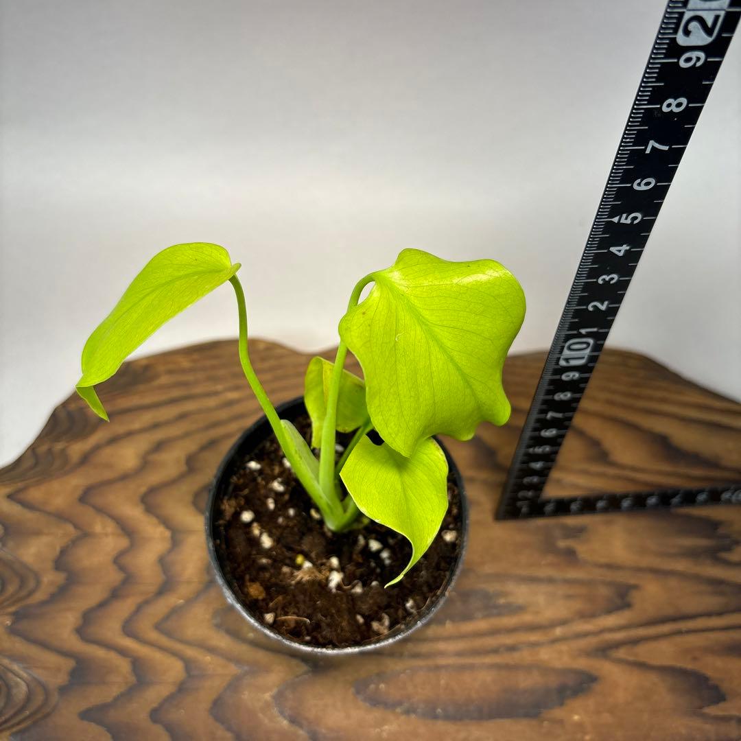 T*h様 モンステラ レモンライム Full Variegation lsw00 - メルカリ