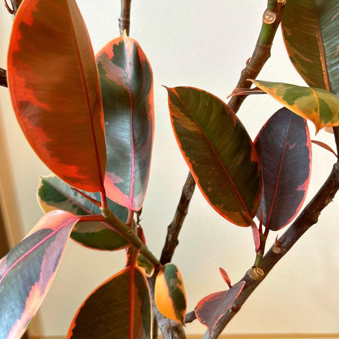 フィカス ルビー 自然樹形 7号 92センチ 斑入り - メルカリ