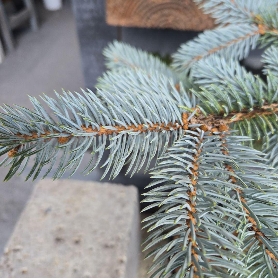 R⑱　ブンゲンス　トウヒ　ホプシー８号　最高等級極上品‼️