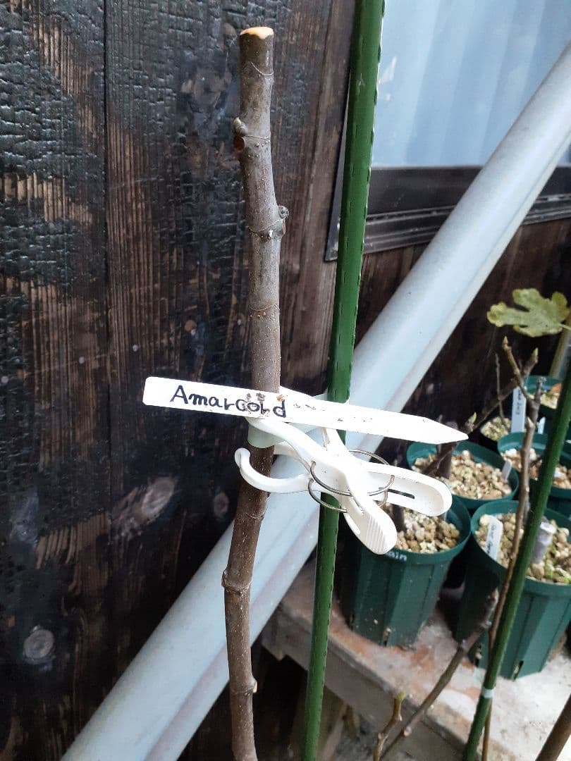 【専用】Amarcord(FDM)他 イチジク穂木 専用】Amarcord(FDM)他 イチジク穂木 専用】Amarcord(FDM)他 良い