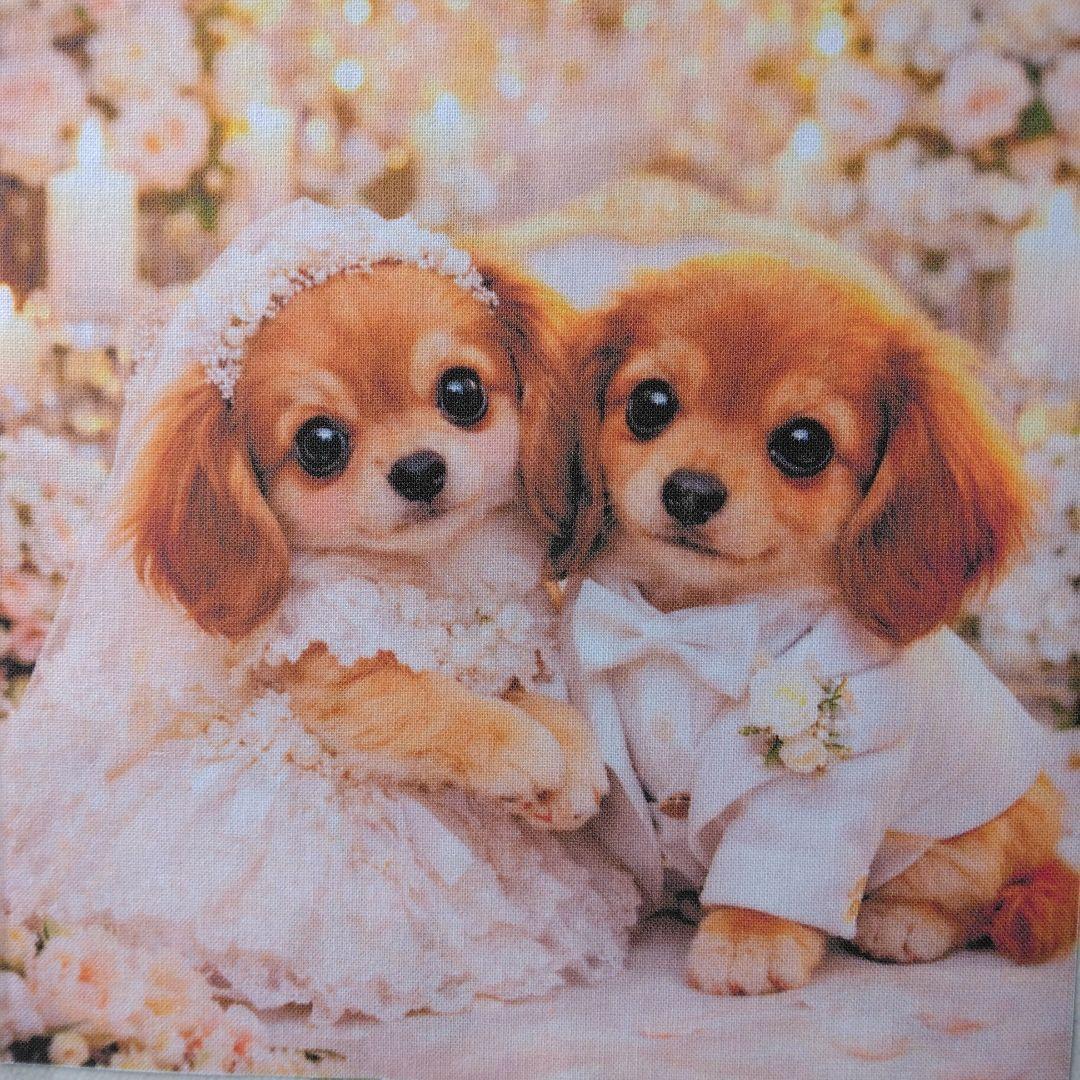 ☆受付☆ダックス No.A