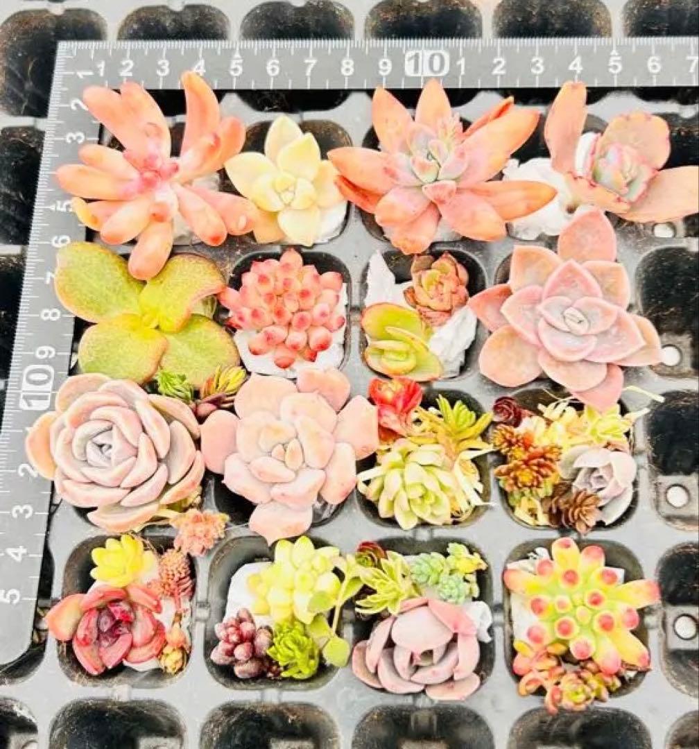 多肉弁当⭕️寄せ植えセット⭕️ - メルカリ