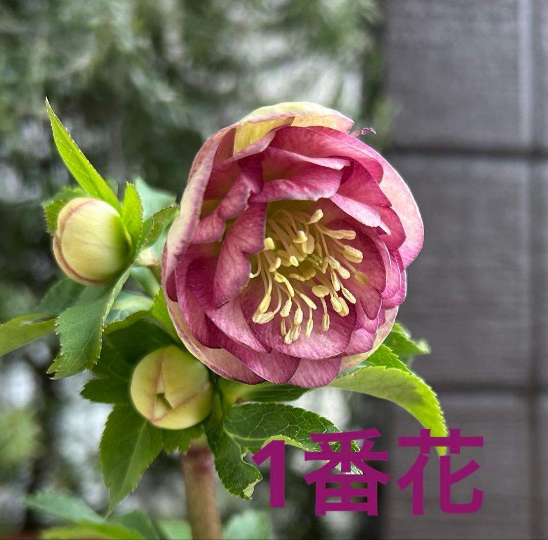 クリスマスローズ 毬姫 グロス系 加藤農園 - メルカリ