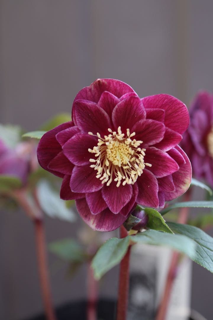 ♡広瀬園芸♡ レッド白抜け ソレイユ系 充実株 - メルカリ