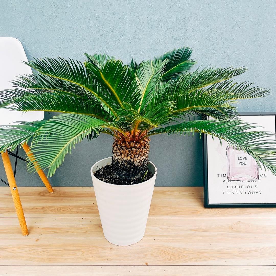 ［現品］【希少】キンカン　ソテツ　斑入り　10号　金環　蘇轍　観葉植物　レア 69fb8c3dcb4c7669f2436a92824064